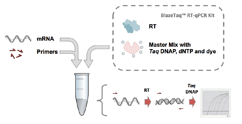 BlazeTaq SYBR Green RT-qPCR Kit